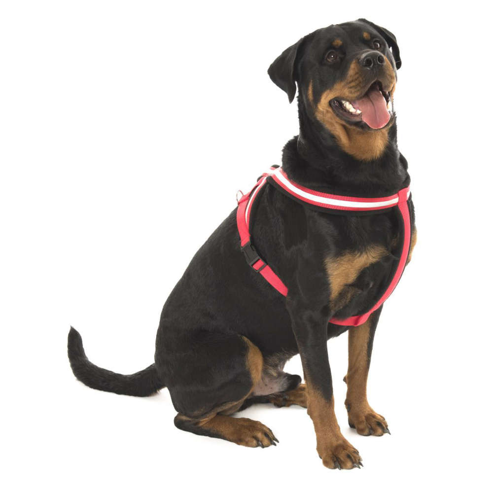 Company of Animals COMFY Dog Harness Black/Red - Sales 4 Tails