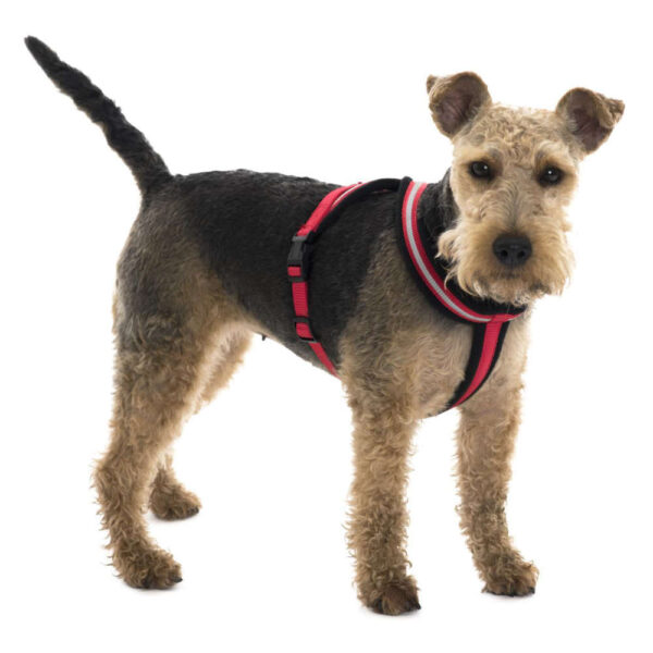 CoA Comfy Harness Dog