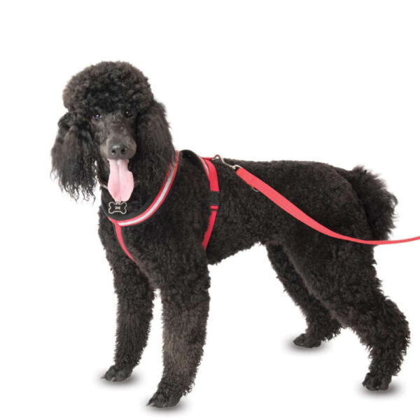 CoA Comfy Harness Dog1