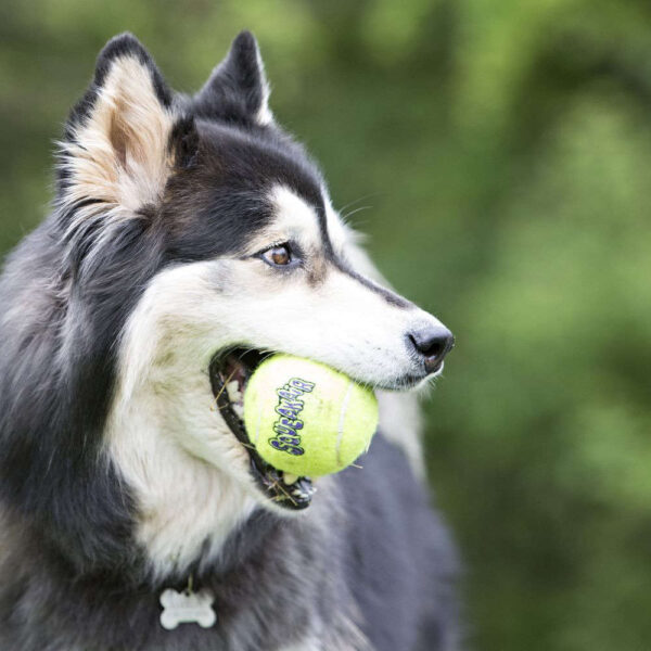 airkong ball and dog