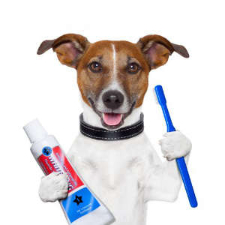 Dog Dental Health