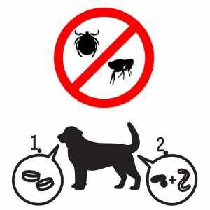 Dog Fleas, Ticks & Wormers