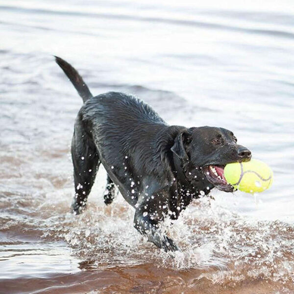 kong airdog football with dog