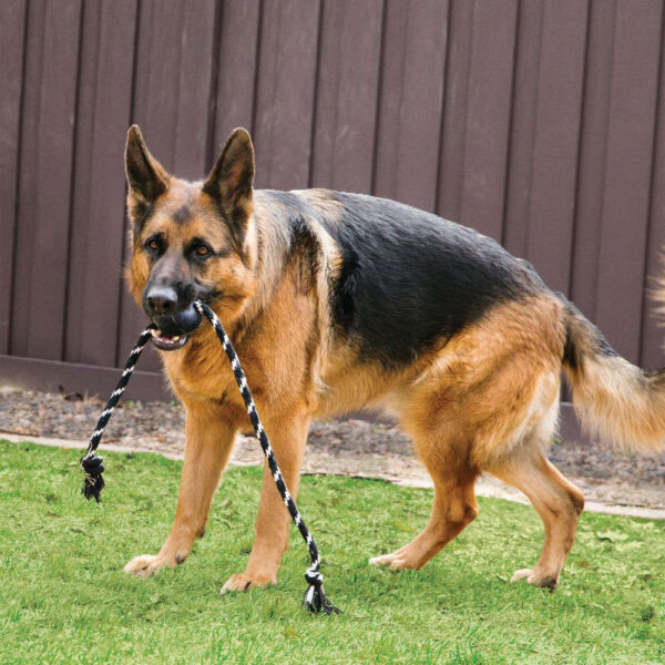 kong extreme ball rope dog