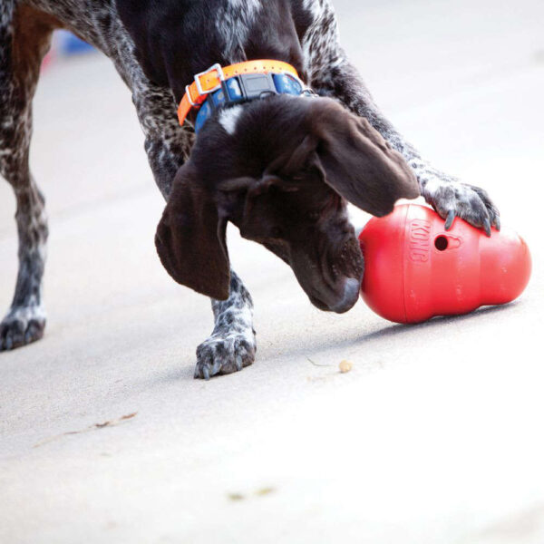 kong wobbler dog