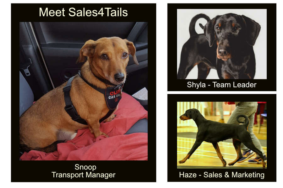 Sales 4 Tails - Meet the sales team
